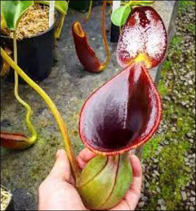La Nepenthes Lowii vit en altitude à partir de...