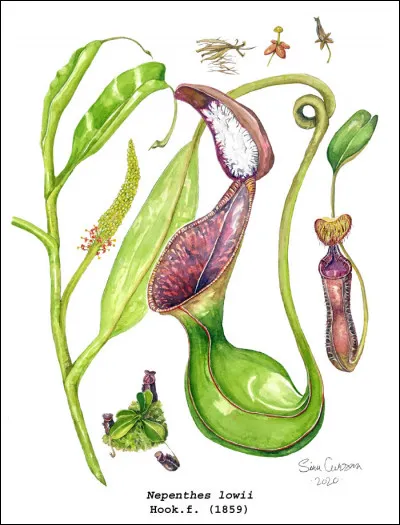 Nepenthes Lowii : sa forme particulière en fait une plante...