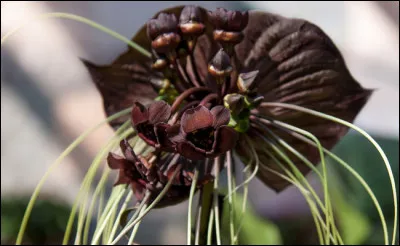 La particularité de la Tacca Chantrieri est...