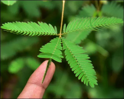 La Mimosa Pudica à la capacité de...