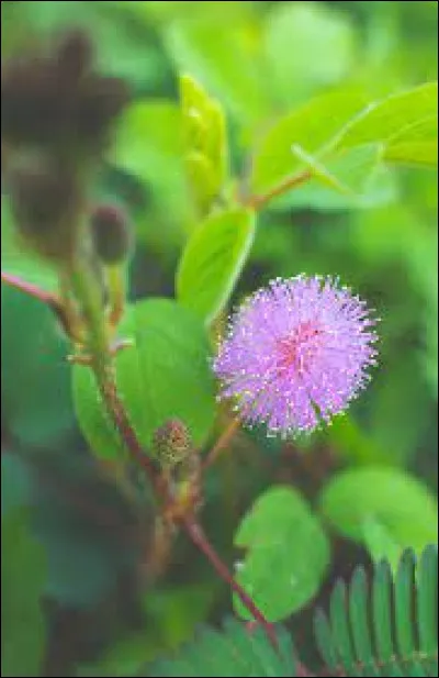 Mimosa Pudica : on la trouve dans les régions tropicales d'...