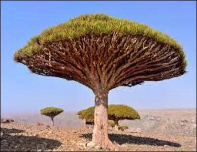 Le Dracaena Cinnabari, dragonnier de Socotra à une sève de couleur ...