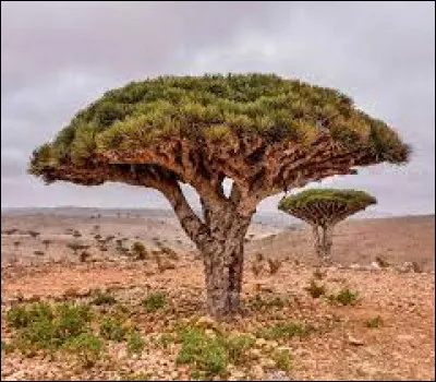 La sève du Dracaena Cinnabari, est utilisée dans plusieurs ...