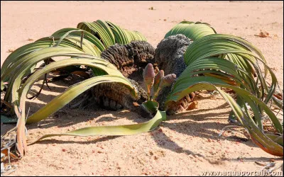 La Welwitschia Mirabilis peut survivre .... sans la moindre goutte de pluie.