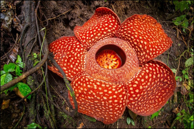 La plante Rafflesia Arnoldii est la plante possédant ...