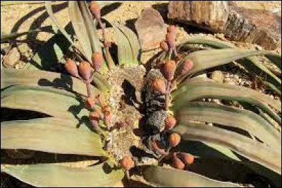 La Welwitschia Mirabilis vit en moyenne entre...