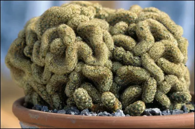 Mammillaria Elongata Cristata est une espèce rare de...