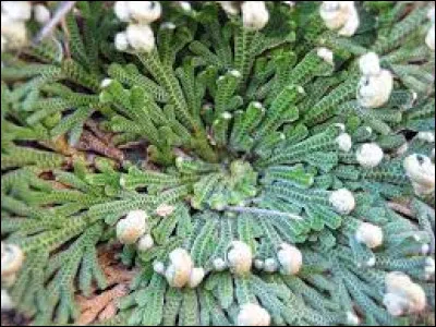 La Selaginella Lepidophylla est nommée...