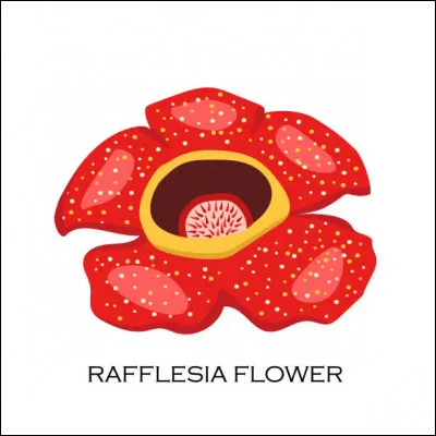 La Rafflesia Arnoldii pousse :