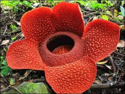 Toujours sur la Rafflesia Arnoldii, comment est- elle surnommée ?