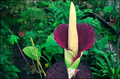 L'Amorphophallus Titanum est aussi appelée....