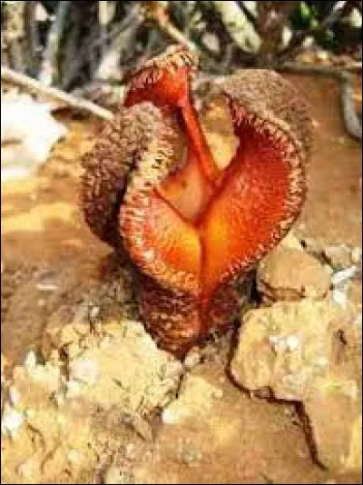 L'Hydnora Africana, émet des odeurs...