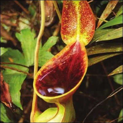 La Nepenthes Lowii est une plante ...