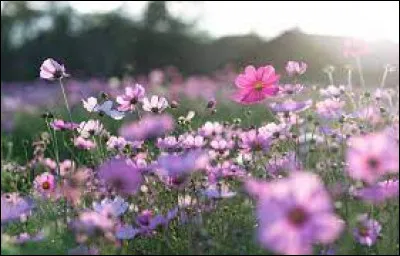 Quelles fleurs préfères-tu ?