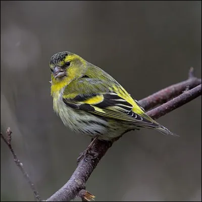 Voie aérienne, c'est le...