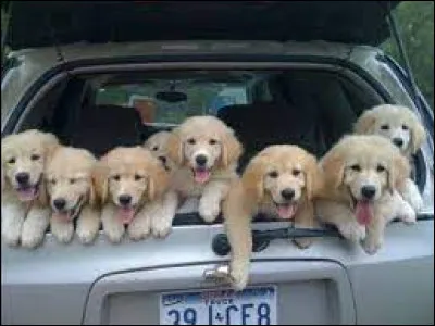 Quel chien trouves-tu mignon ?