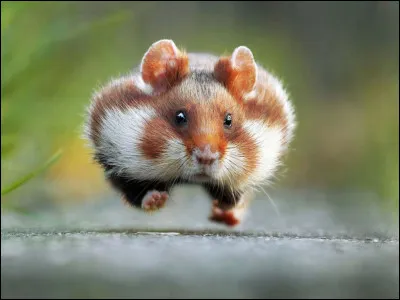 Un hamster est un rongeur.