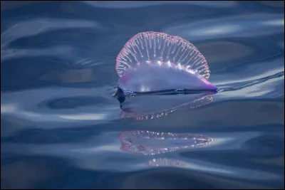 Quel est le nom de cet animal ?