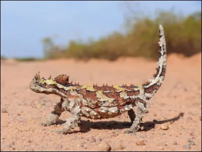 Quel est le nom de cet animal ?