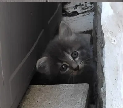 Les chats sont de la même famille que les tigres.