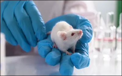 Quel animal est le plus grand ?