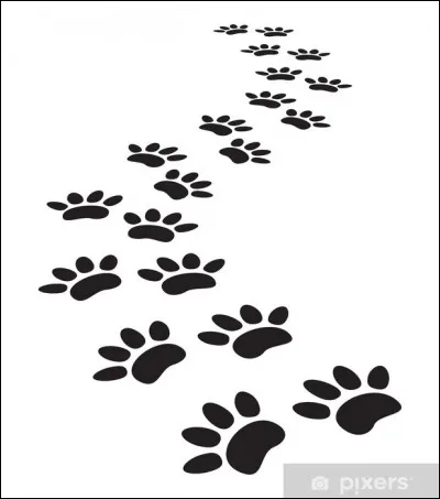 Quel animal voudrais-tu avoir ?