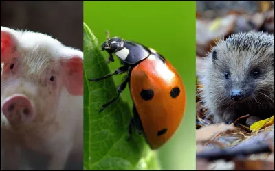 Quel est ton animal préféré ?