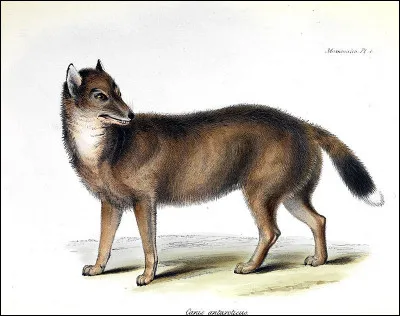 Quel était l'autre nom du warrah, un renard austral exterminé par les colons britanniques au XIXe siècle ?