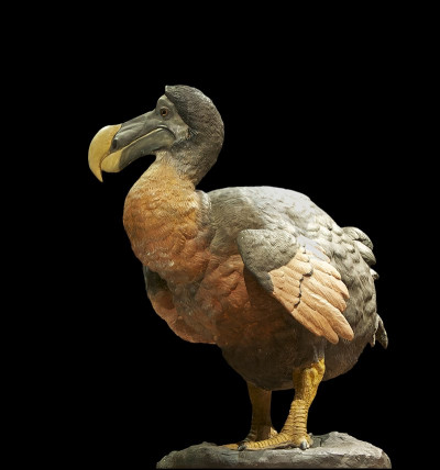 Sur quelle île de l'océan Indien vivait le dodo, un oiseau incapable de voler exterminé au XVIIe siècle ?