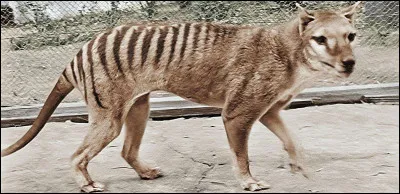 Comment était surnommé le thylacine, un marsupial carnivore originaire de Tasmanie et exterminé au début du XXe siècle ?