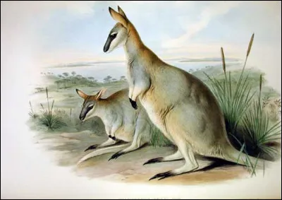 Quelle est cette espèce de wallaby, chassée pour sa fourrure et disparue au début du XXe siècle ?