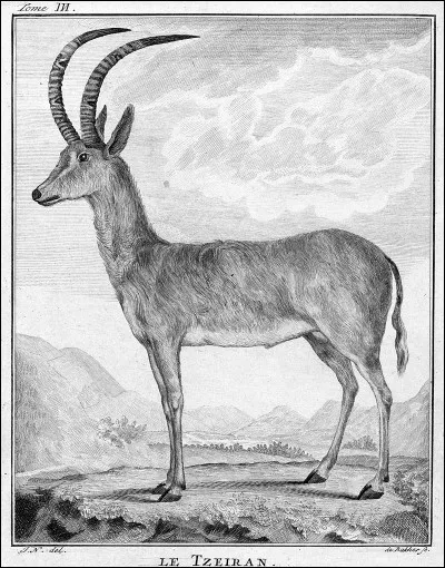 Comment était surnommée cette espèce d'hippotrague, une antilope d'Afrique du Sud exterminée en moins d'un siècle ?