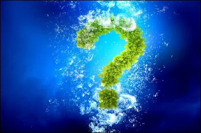 Sous quel autre nom connait-on la châtaigne de mer ?