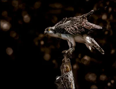 Regardez bien cet oiseau et trouvez son espèce :