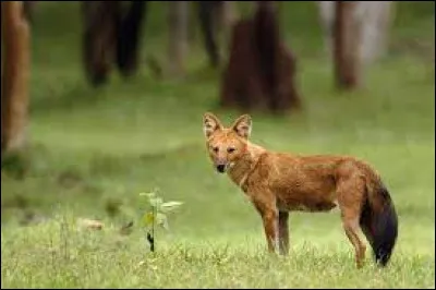 Animaux : À quelle famille de mammifères appartient le dhole ?
