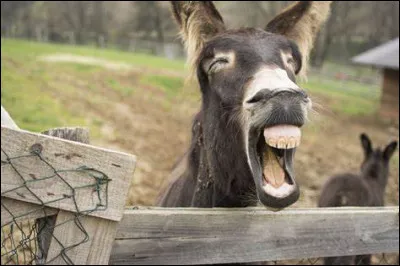 Laquelle de ces fables de La Fontaine se trouve dans son livre V ?