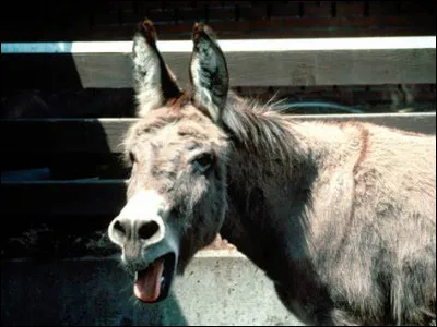 En quelle année Henri Dès a-t-il sorti "L'Âne blanc" ?