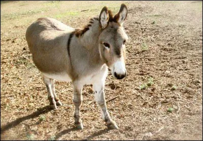 Quelle était la particularité du film "L'Âne récalcitrant" ?