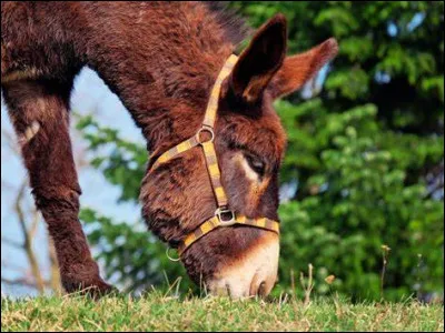 Dans quelle religion retrouve-t-on la Fête de l'Âne ?