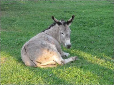 Duquel de ces pays le sandwich à l'âne vient-il ?