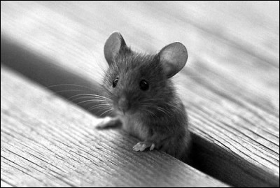 À quelle famille les souris appartiennent-elles ?