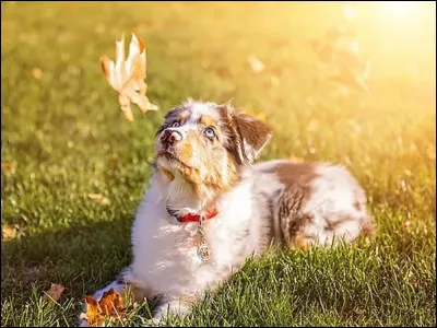 À quelle famille les chiens appartiennent-ils ?