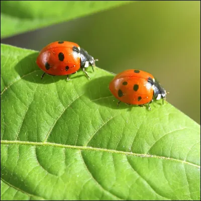 Passons aux insectes, ces derniers sont classés parmi les...