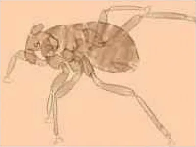 Quel est l'insecte le plus petit au monde ?