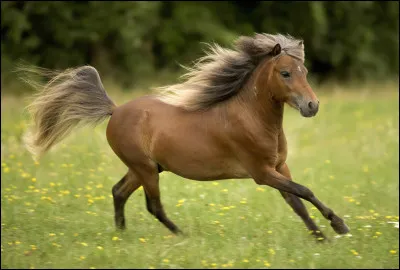 Qu'est-ce qu'un cheval désuni ?