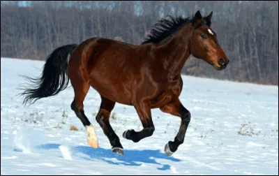Quand l'antérieur droit prend de l'avance par rapport à l'antérieur gauche, on dit que le cheval galope à :