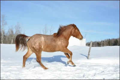 Le dessous du pied du cheval est constitué de :