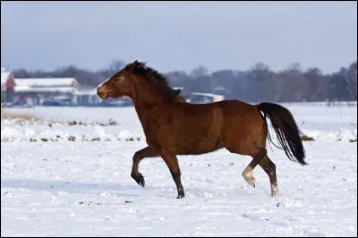 De haut en bas, la croupe est constituée de :