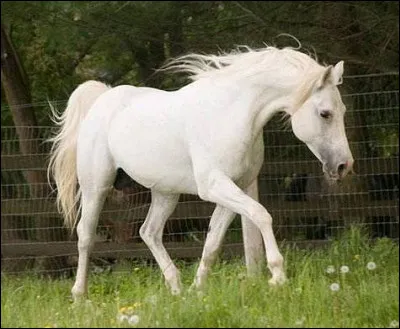 Le pas est une allure :