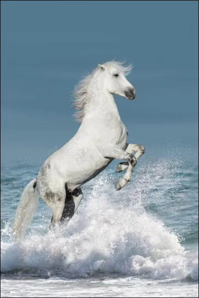 Sur un cheval, que lave-t-on en premier ?